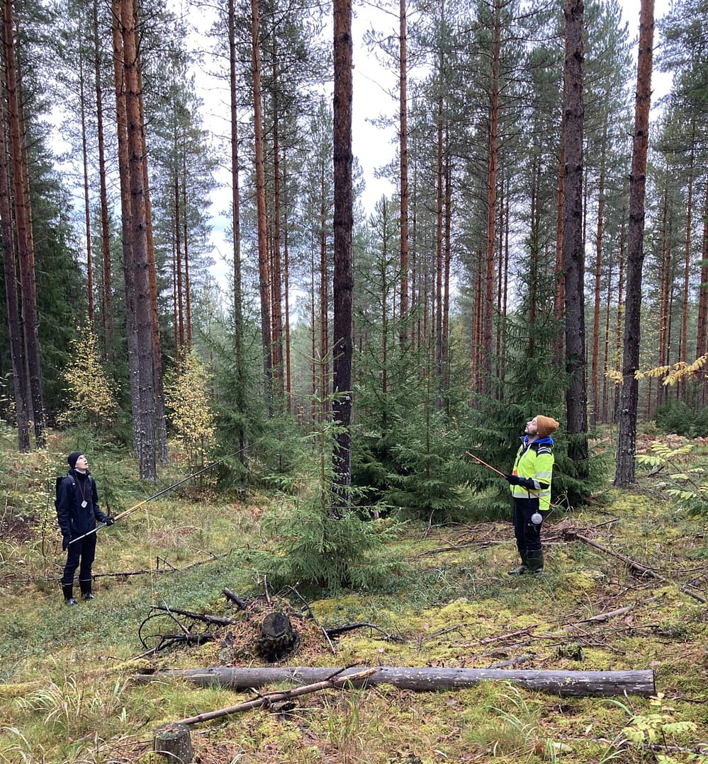 Suunnittele rantametsien hakkuu huolella